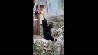 Funny Bear Having Fun with a stick doing martial art
