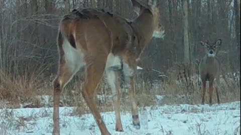 Broken-legged Buck who thought he was John Wayne!