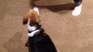 Beagle gets head stuck in oatmeal cannister