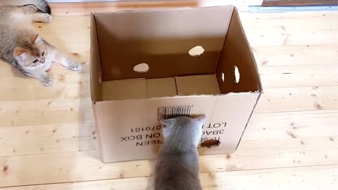 Fun games for kittens with a box.
