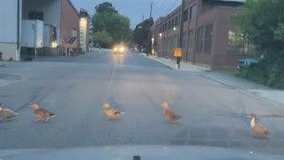 Why did the ducks cross the road??