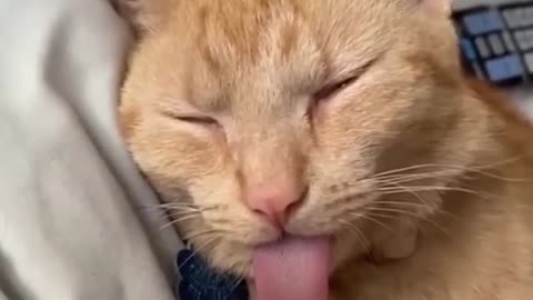BEST FUNNY VIDEOS YOUR PET CAT AT HOME 2024 - Funniest cats