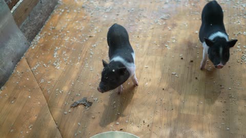 Baby pig (Piglet)