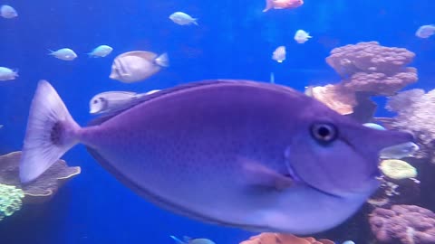 Weird Fish with a Nose in Mallorca Aquarium