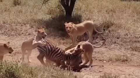The poor zebra was surrounded by a pride of lions