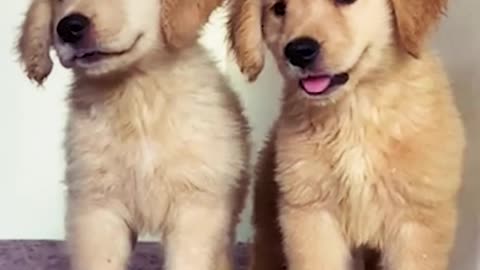 GOOD QUALITY GSD AND GOLDEN RETRIVER PUPPY | CALLING NUMBER : 90883 38823
