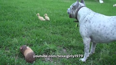 Pit Bull Sharky the Bodyguard Dog VS Mr. Rooster ATTACKS. HelensPets.com