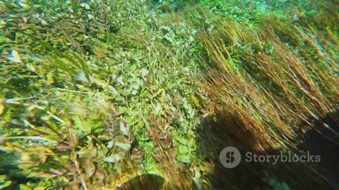 Incredible Camouflage: Fish That Master the Art of Blending In