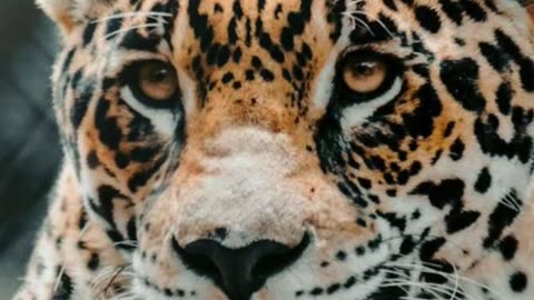 Jaguar Big Cat||Jaguar Specie||Wild Cat Species||Jaguar and Biodiversity||Jaguar Species||Jaguar Cub