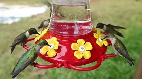 2023 - Hummingbird Feeding Frenzy - With Sound