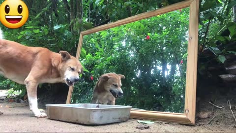 Bewildered Dog Has Hilarious Reaction When Owner Changes Her Voice