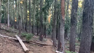 Central Oregon - Mount Jefferson Wilderness - Mood-Setting Green Moss on Old Growth Trees