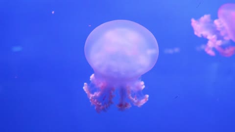 What's is the jellyfish?