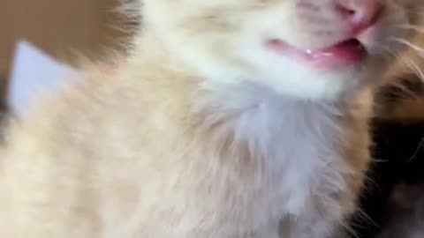 Cute kitten voice /play with make you crazy