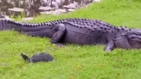 Giant Crocodile Attacks On Inocent Turtle 😱 | RumbleRiot