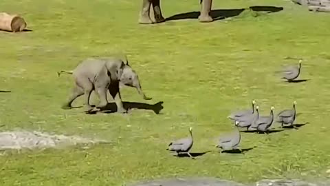 Playful Baby Elephant ❤️❤️