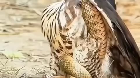 Eagle vs Snake