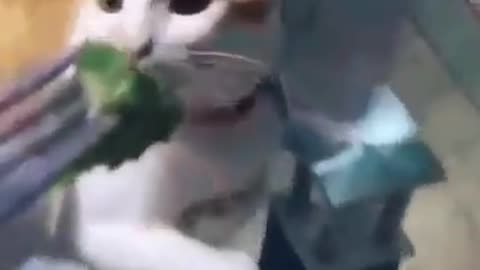 Baby Cats Actions