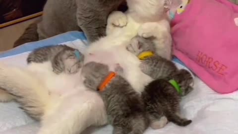 Papa cat praises mama cat for the birth of kittens