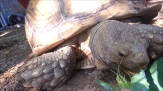 ASMR Tortoise Eating - Nom, Nom, Crunch, Munch