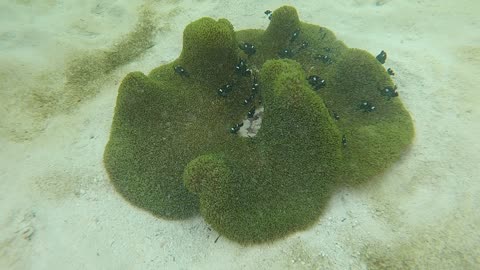 reef walk Zanzibar