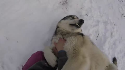 Very Happy Wolfdog