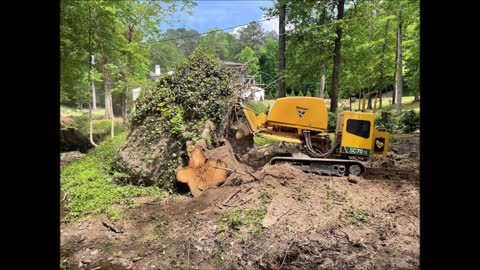 Impeccable Tree Stump Removal - (678) 203-9349