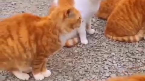 Funny animals video funniest cats and dogs 🐈 🐕 video