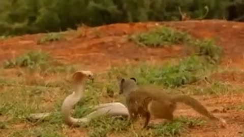 "Decisive Battle: Cobra vs Lion Cub"
