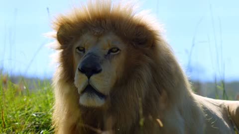 Roaring Majesty: The Regal World of Male Lions 🦁👑