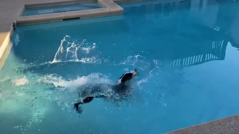 A dog swimming in a pool