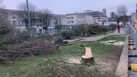 Overnight Plymouth’s Conservative council chopped down nearly 100 trees in the city centre...