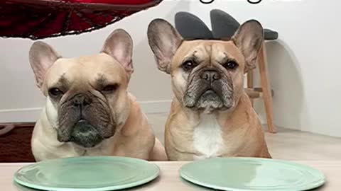 Demanding Dogs Do Taste Test | Wait For The Burp tips