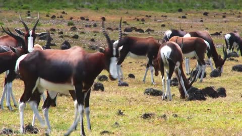 African Safari 4K - Amazing Wildlife of African Savanna - Scenic Relaxation Film