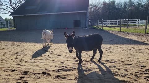 Donkey Farts While Fighting With Another Donkey Playfully