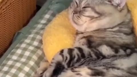 Most funniest Cats video funny animal Cute pets video 😂 #cat #funny