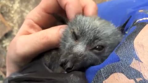 Murciélago bebé rescatado chilla mientras le hacen cosquillas