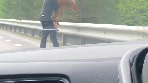 Guy Helps Baby Moose Over Guard Rail to Get Back to Mom