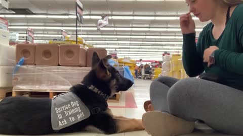 PUPPY FIRST MONTH SERVICE DOG TRAINING