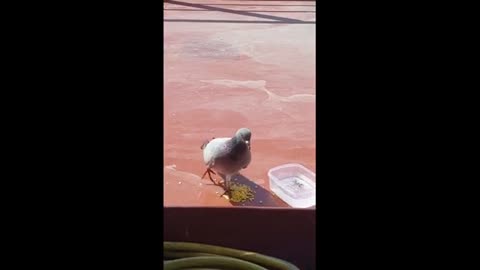Capitan finds friendly pigeon hundreds of miles from shore