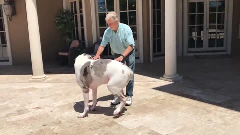 Joyful Great Dane Jumps Out of the Pool To Greet his Dad