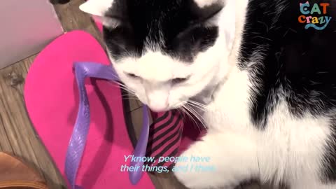 Cat Has the Most Dramatic Reaction to Every Smell | The Dodo Cat Crazy