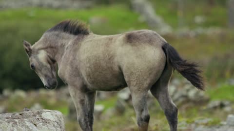 Horse riding