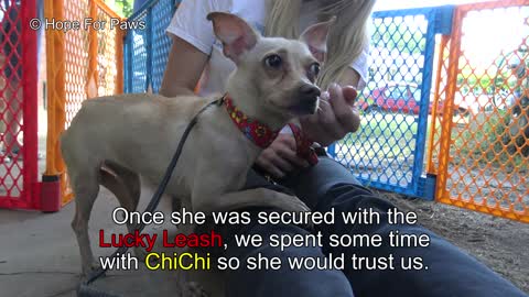 Saving a homeless Chihuahua who was NOT ready yet for human contact.