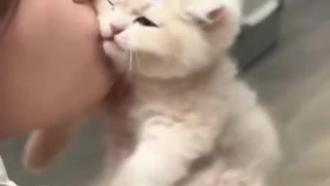 Best compilation of cute Cats!!!!!!!