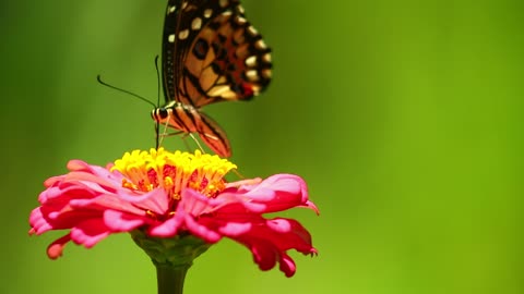 A Beautiful Butterfly Sipping Nectar