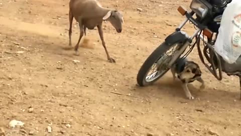 Dog running away from unfriendly sheep