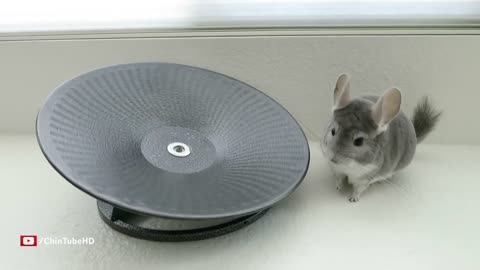 Chinchilla & Hamster Take Turns Spinning