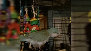 Goofy parrot pretends to be sick, pulls off fake coughing sounds