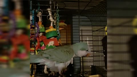 Goofy parrot pretends to be sick, pulls off fake coughing sounds